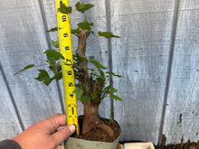 Load image into Gallery viewer, Trident Maple #24
