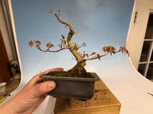 Load image into Gallery viewer, Japanese Maple 003