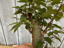 Load image into Gallery viewer, Zelkova, Japanese Grey Bark Elm #12
