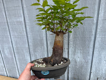 Load image into Gallery viewer, Zelkova, Japanese Grey Bark Elm #21