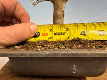 Load image into Gallery viewer, Zelkova, Japanese Grey Bark Elm 005