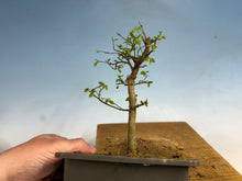 Load image into Gallery viewer, Chinese Hackberry, Celtis 005