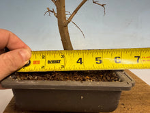 Load image into Gallery viewer, Zelkova, Japanese Grey Bark Elm 008