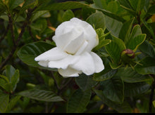 Load image into Gallery viewer, Japanese Gardenia