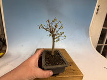 Load image into Gallery viewer, Zelkova, Japanese Grey Bark Elm 011