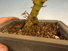 Load image into Gallery viewer, Kotohime Japanese Maple-006-air layer