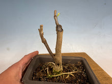 Load image into Gallery viewer, Japanese Wisteria 004