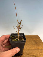 Load image into Gallery viewer, Kotohime Japanese Maple