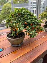 Load image into Gallery viewer, Princess Persimmon