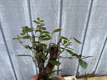 Load image into Gallery viewer, Chinese Quince #10