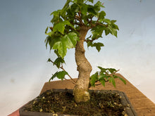 Load image into Gallery viewer, Trident Maple 009