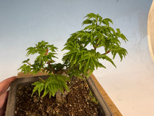 Load image into Gallery viewer, Shishigashira Japanese Maple 012