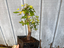 Load image into Gallery viewer, Trident Maple #11