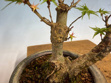 Load image into Gallery viewer, Kotohime Japanese Maple-007 Var. Dwarf Goshiki