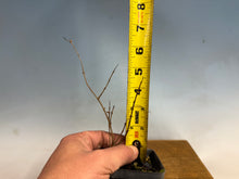 Load image into Gallery viewer, Japanese Pomegranate-Only 3 left