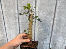 Load image into Gallery viewer, Trident Maple #8