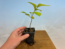 Load image into Gallery viewer, Japanese Persimmon