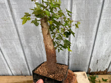 Load image into Gallery viewer, Trident Maple #34