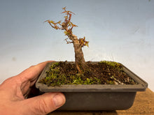 Load image into Gallery viewer, Kotohime Japanese Maple-005