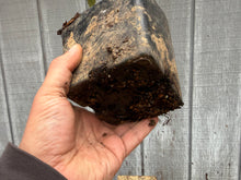 Load image into Gallery viewer, Zelkova, Japanese Grey Bark Elm #7