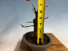 Load image into Gallery viewer, Chinese Quince 004