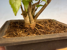 Load image into Gallery viewer, Trident Maple 015- Seedling Fushion Clump