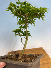 Load image into Gallery viewer, Shishigashira Japanese Maple 015