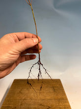 Load image into Gallery viewer, Japanese Maple Bare Root- Standard 6-10”