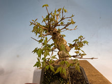 Load image into Gallery viewer, Trident Maple 007