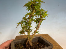 Load image into Gallery viewer, Kotohime Japanese Maple-016