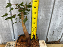 Load image into Gallery viewer, Trident Maple #29