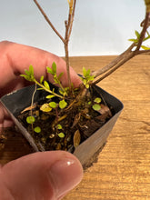 Load image into Gallery viewer, Satsuki Azalea