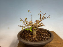 Load image into Gallery viewer, Zelkova, Japanese Import 003