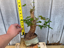 Load image into Gallery viewer, Trident Maple #39