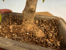 Load image into Gallery viewer, Trident Maple 019