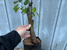 Load image into Gallery viewer, Chinese Quince #3