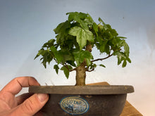 Load image into Gallery viewer, Trident Maple 022