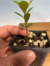 Load image into Gallery viewer, Kumquat, Kinzu