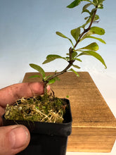 Load image into Gallery viewer, Japanese Quince