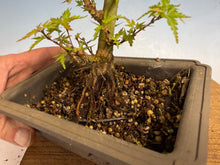 Load image into Gallery viewer, Kotohime Japanese Maple-014