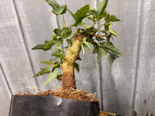 Load image into Gallery viewer, Trident Maple #14