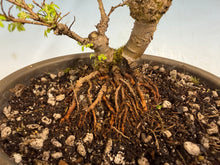 Load image into Gallery viewer, Chinese Elm var. Yatsabusa Cork Bark 002