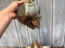 Load image into Gallery viewer, Trident Maple #45