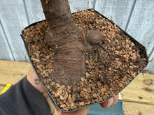 Load image into Gallery viewer, Zelkova, Japanese Grey Bark Elm #14