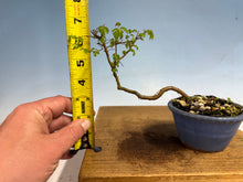 Load image into Gallery viewer, Chinese Elm-Root Cutting 001