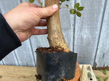 Load image into Gallery viewer, Japanese Crepe Myrtle #2