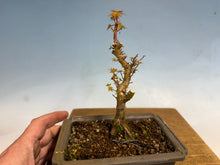 Load image into Gallery viewer, Kotohime Japanese Maple-004