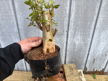 Load image into Gallery viewer, Japanese Crepe Myrtle #1