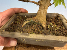 Load image into Gallery viewer, Trident Maple 011