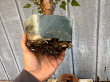 Load image into Gallery viewer, Trident Maple #24